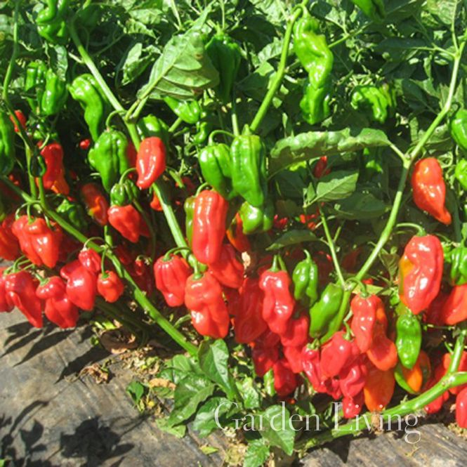 Hovedbilde Chilipepper 'Habahot' F1 - Capsicum frutescens