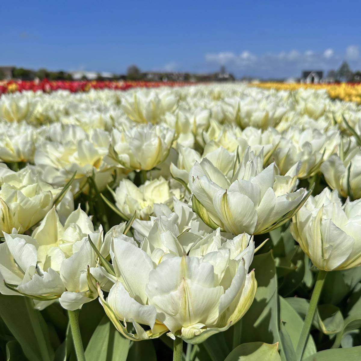 Tulipan 'Exotic Emperor’, Fosterianahybrid - 10 stk