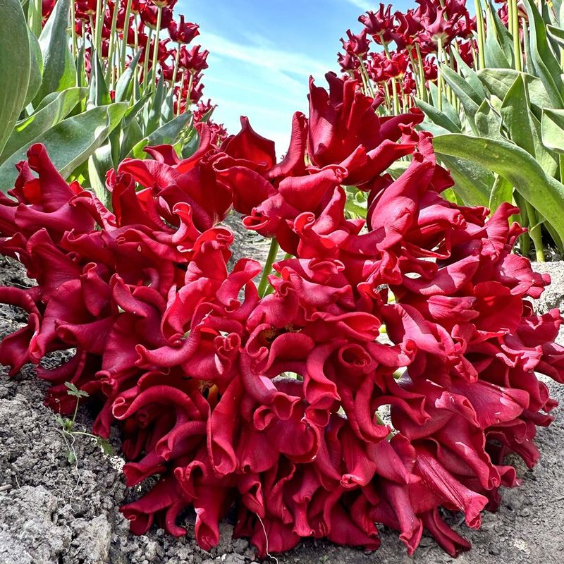 Tulipan 'Red Dress', sen enkel - 10 stk