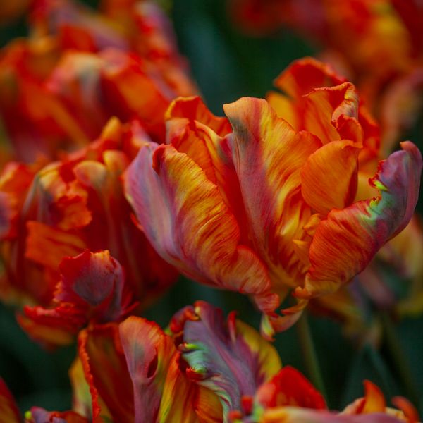 Hovedbilde Tulipan 'Rasta Parrot', papegøyeblomstrende - 5 stk