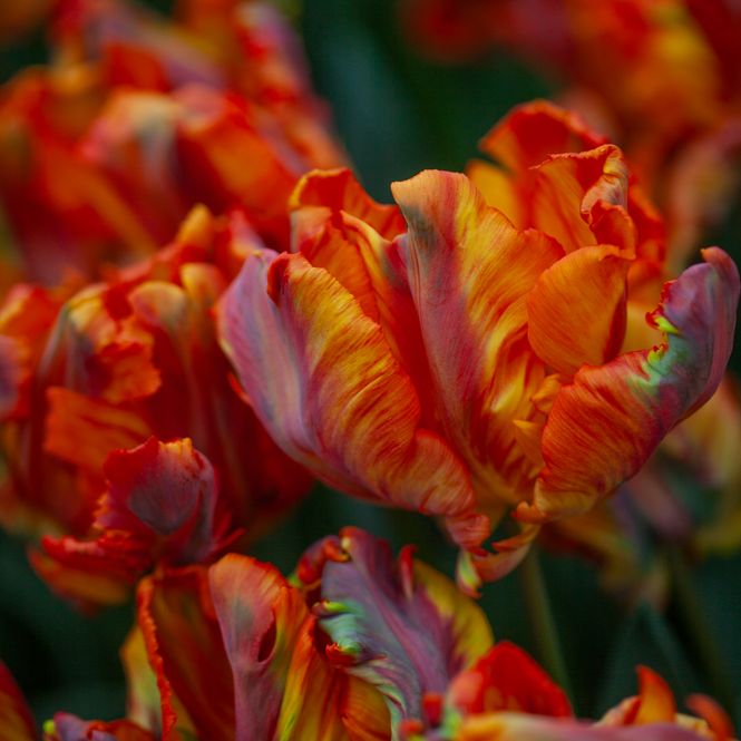Hovedbilde Tulipan 'Rasta Parrot', papegøyeblomstrende - 5 stk