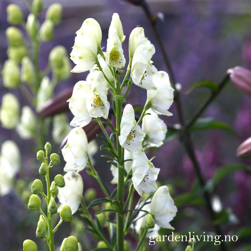 Storhjelm 'Album' - Aconitum napellus 