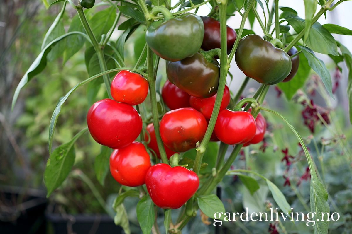 Paprika 'Topepo Rosso' - Capsicum annuum
