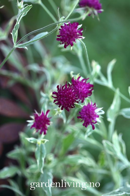 Makedoniarødknapp 'Thunder and Lightning' - Knautia macedonica