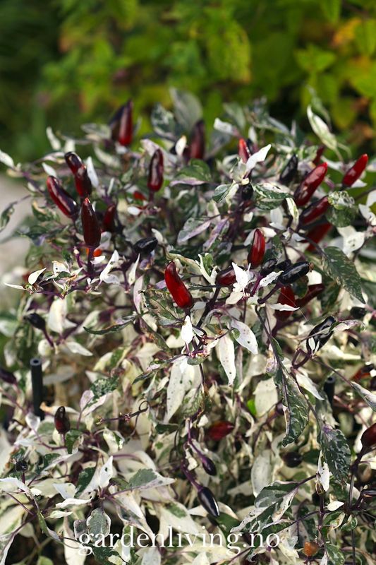 Chilipepper 'Calico' - Capsicum annuum
