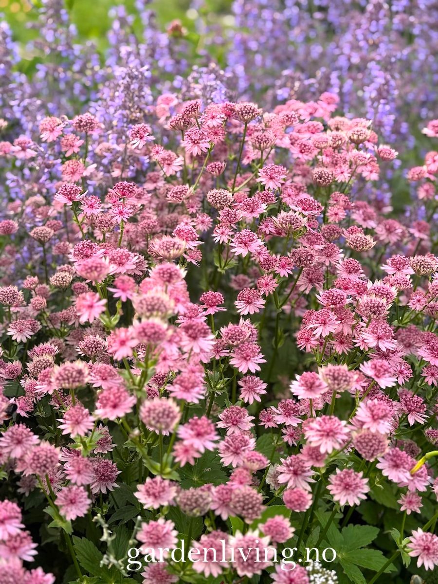 Storstjerneskjerm 'Roma' - Astrantia major