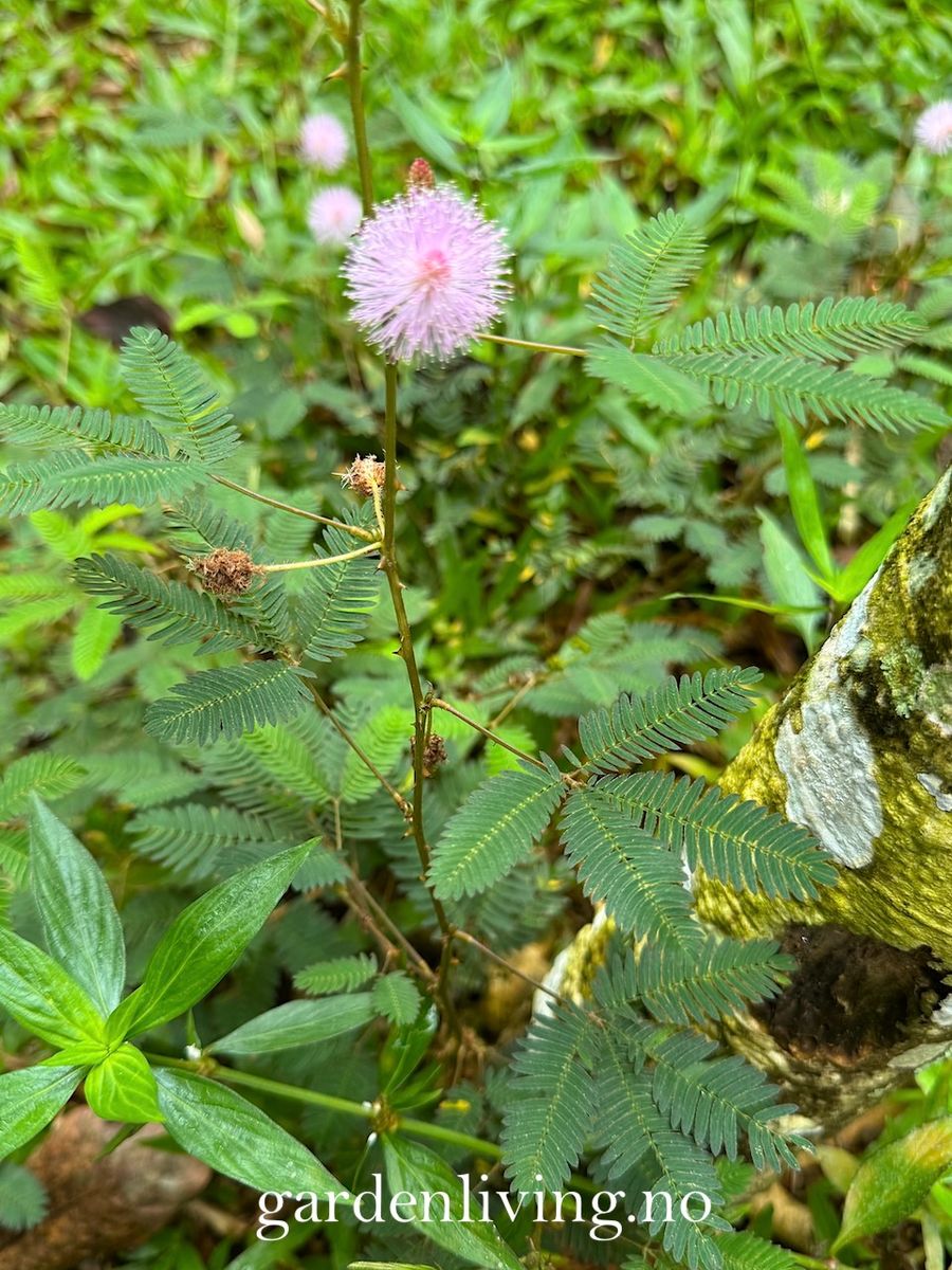 Sanseplante/Rør meg ikke - Mimosa pudica