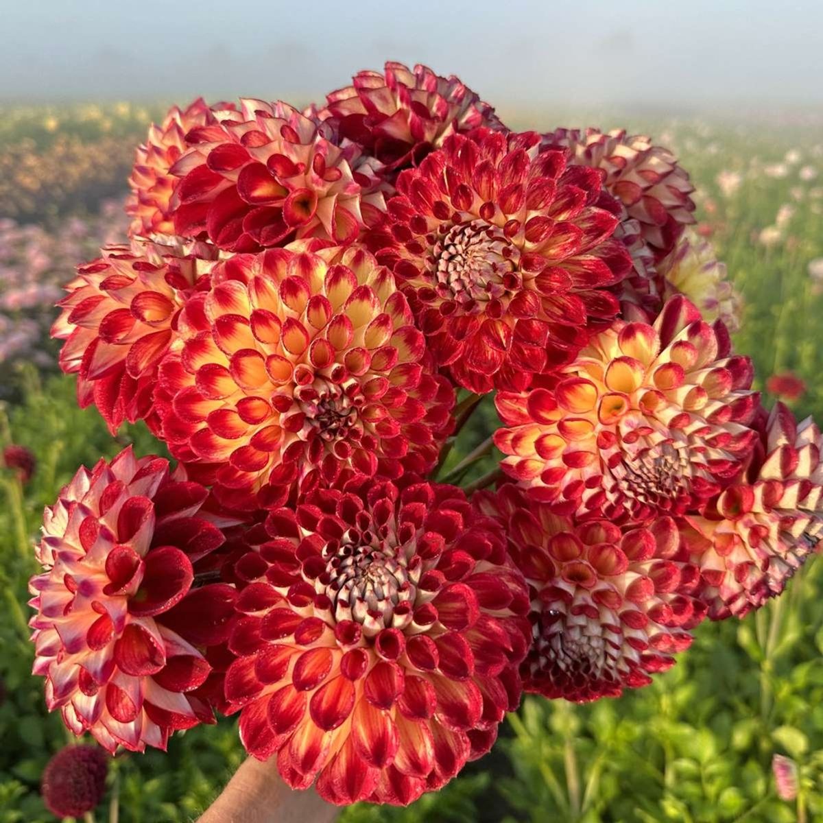 Georgine 'Jowey Joshua - Dahlia x cultorum, 1 stk.