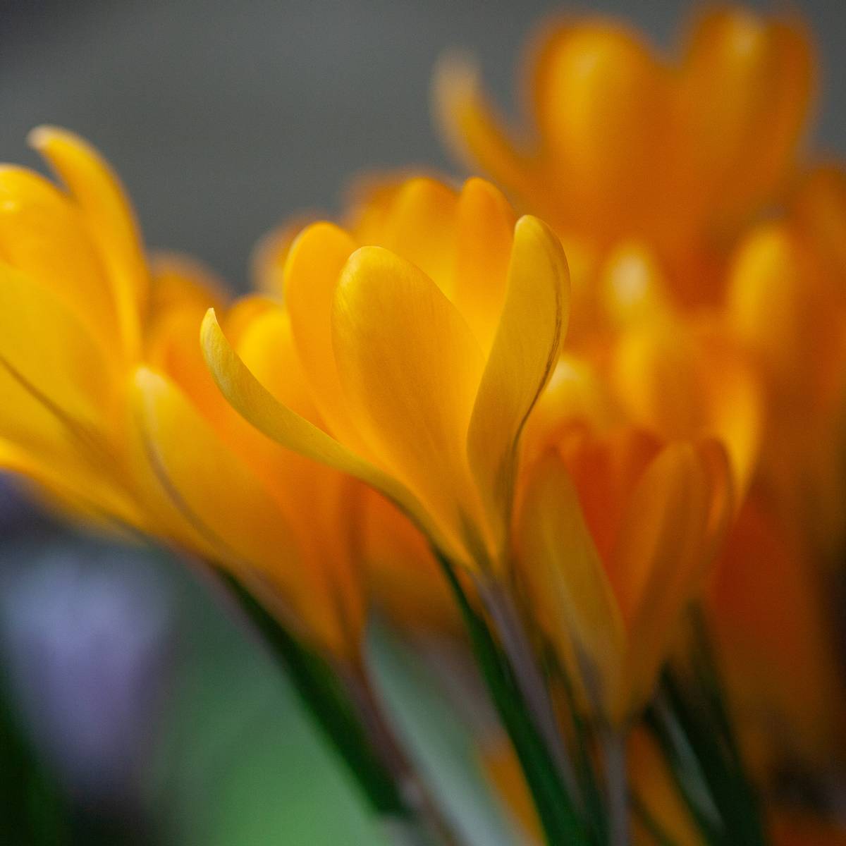 Gullkrokus 'Dutch Yellow' - Crocus - 8 stk