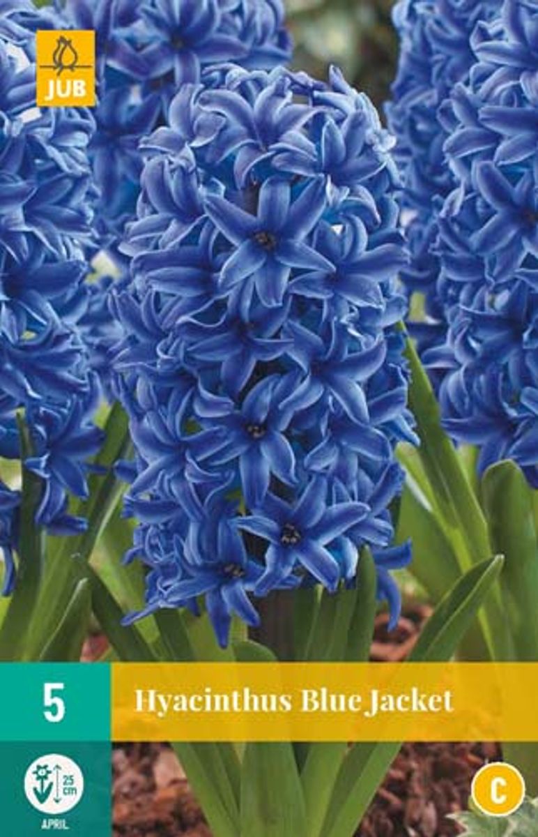 Svibel 'Blue Jacket' - Hyacinthus - 5 stk