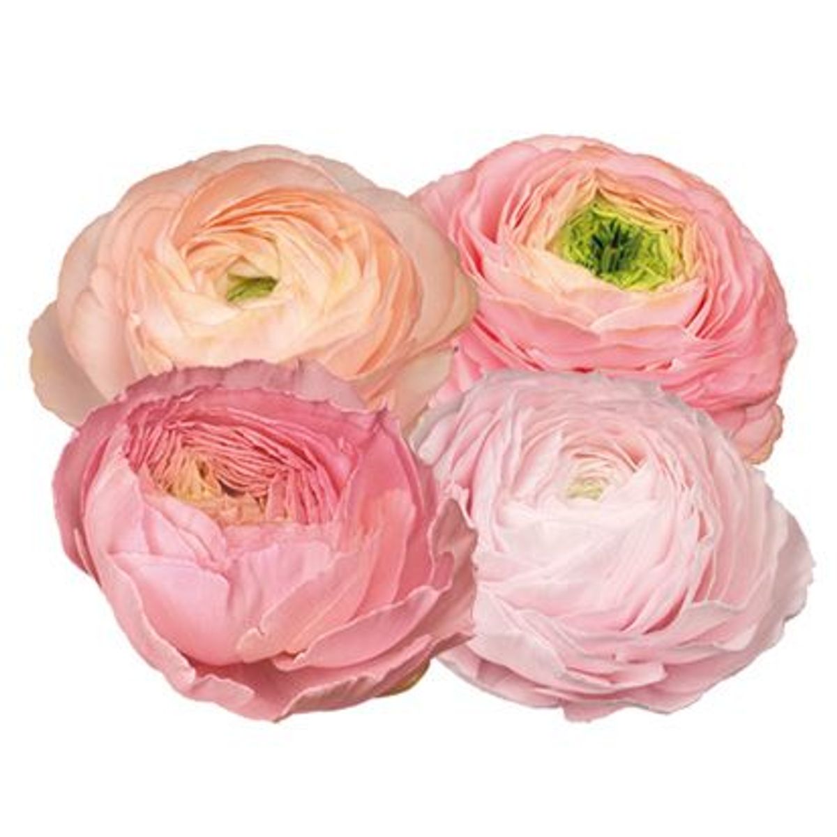 Ranunkel 'Elegance®  Pastello' - Ranunculus, 7 stk.
