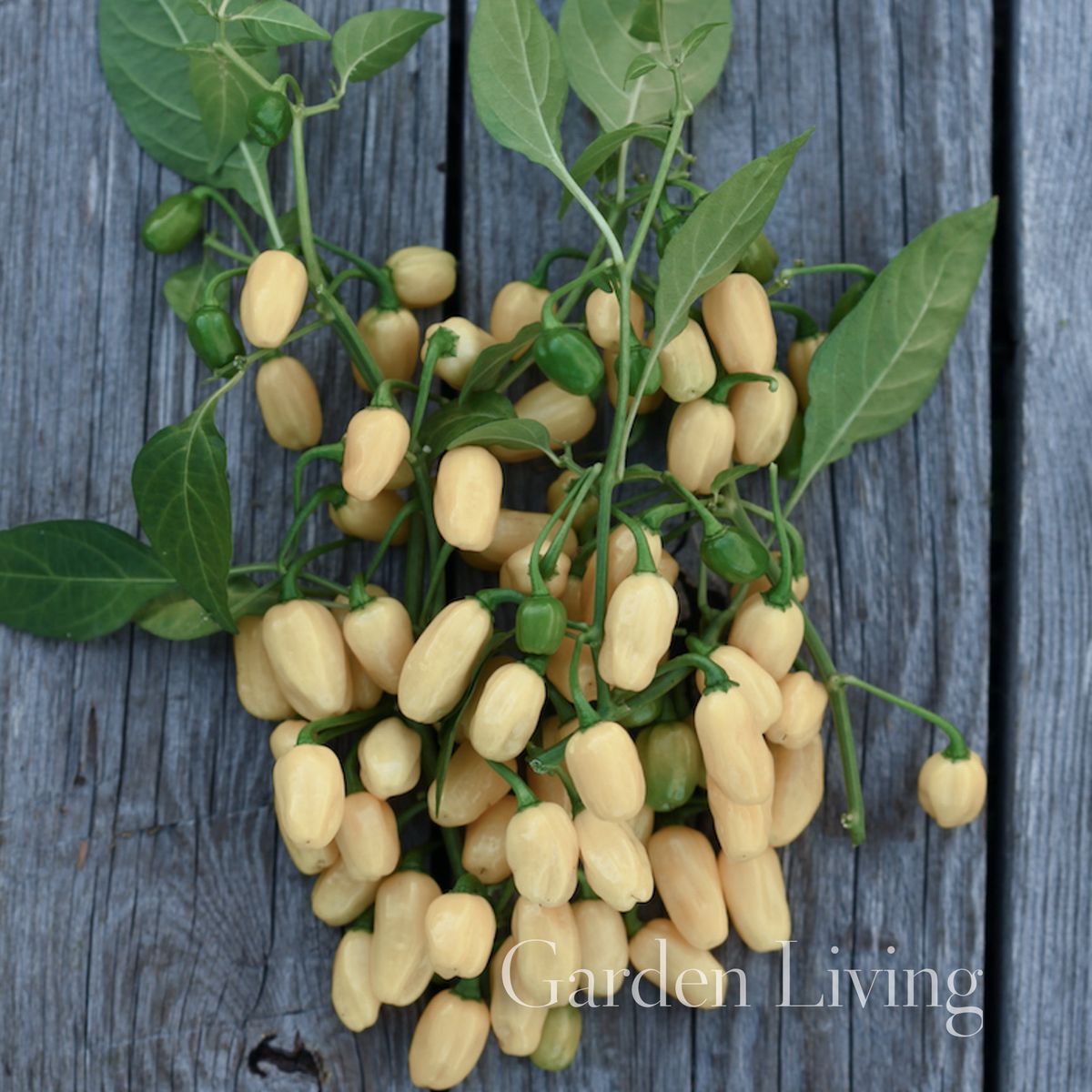 Chilipepper 'Habanero White' - Capsicum chinensis