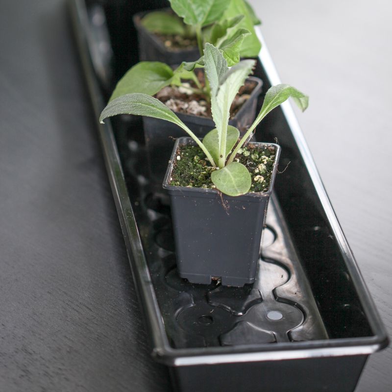 Plantebrett solid - 14 x 67 cm