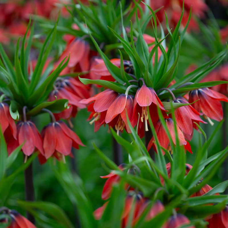 Keiserkrone ’Red Beauty'’ - Fritillaria imperialis - 1 stk