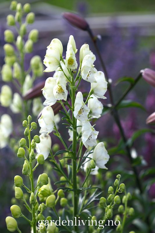 Storhjelm 'Album' - Aconitum napellus 