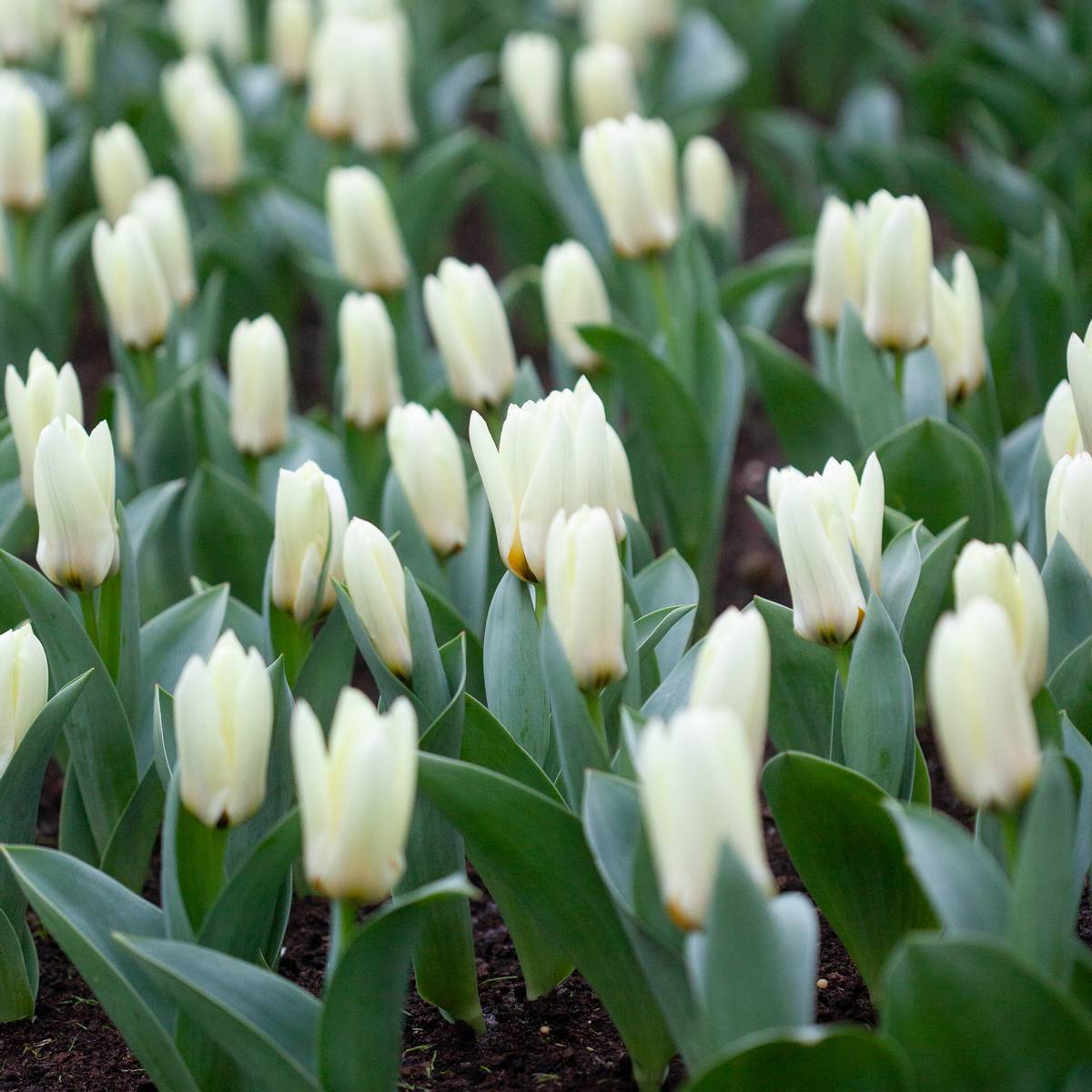 Tulipan 'Concerto', fosterianahybrid - 10 stk