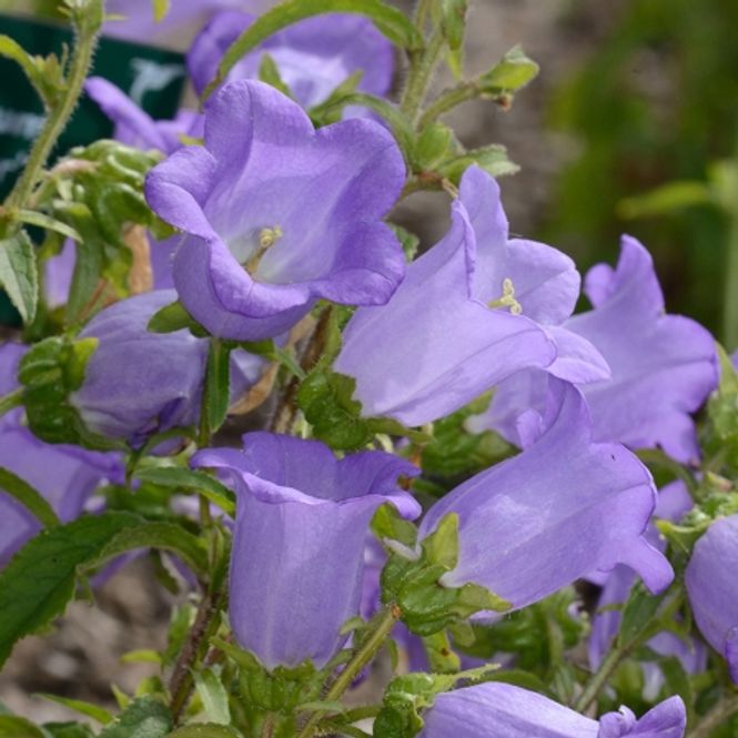 Hovedbilde Mariaklokke 'Champion I Lavender' F1 - Campanula medium ...