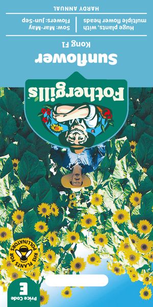 Hovedbilde Solsikke 'Kong' F1 - Helianthus annuus