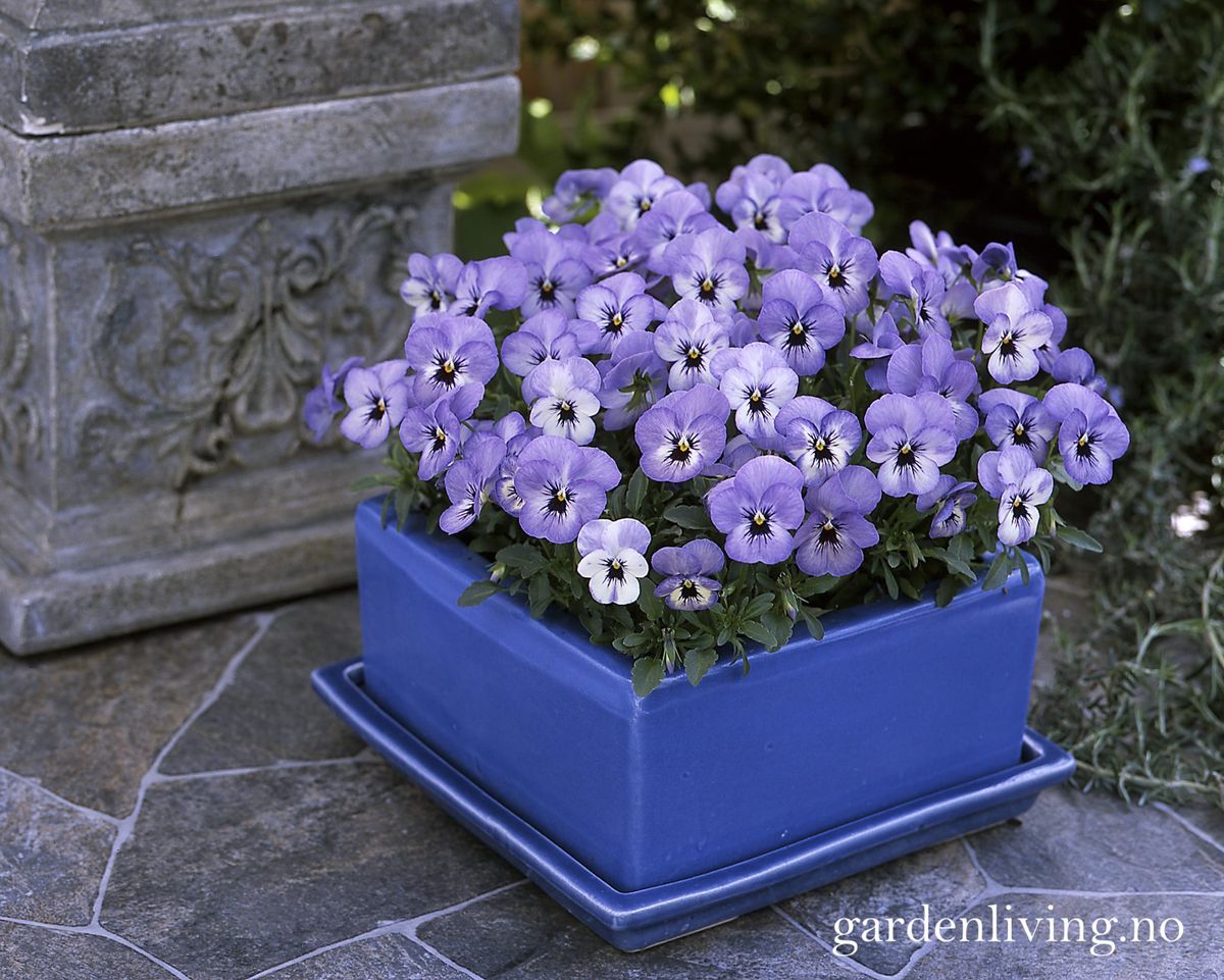 Bukettfiol 'Floral Power Sky Blue Blotch' - Viola x williamsii
