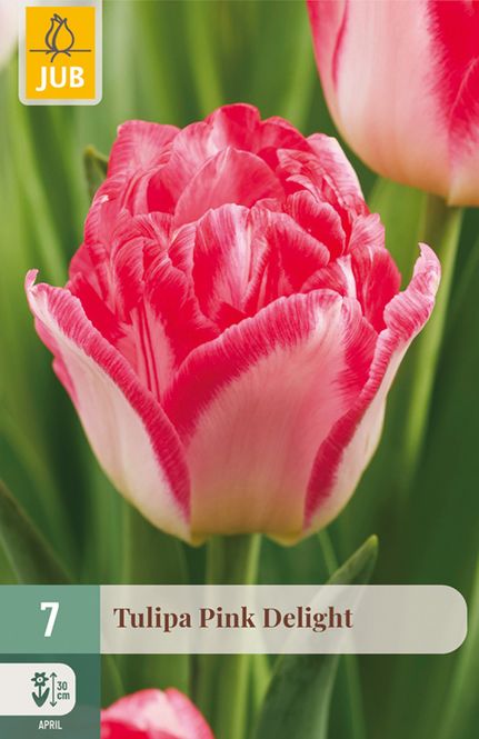 Hovedbilde Tulipan 'Pink Delight, Tidlig dobbel - 7 stk
