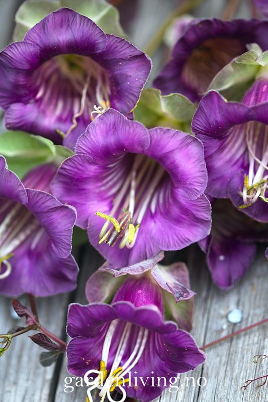 Klokkeranke - Cobaea scandens