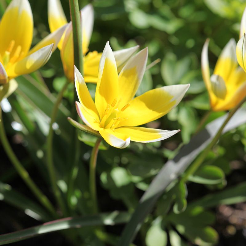 Skjermtulipan - Tulipa tarda - 10 stk