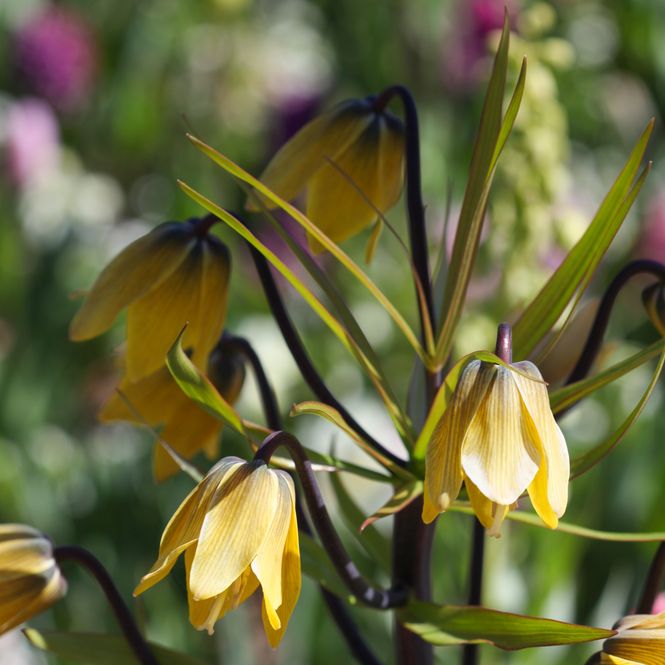 Hovedbilde Keiserkrone 'Early Passion' - Fritillaria imperialis- 1 stk ...