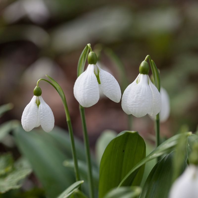 Snøklokke 'Diggory' - Galanthus - 1 stk
