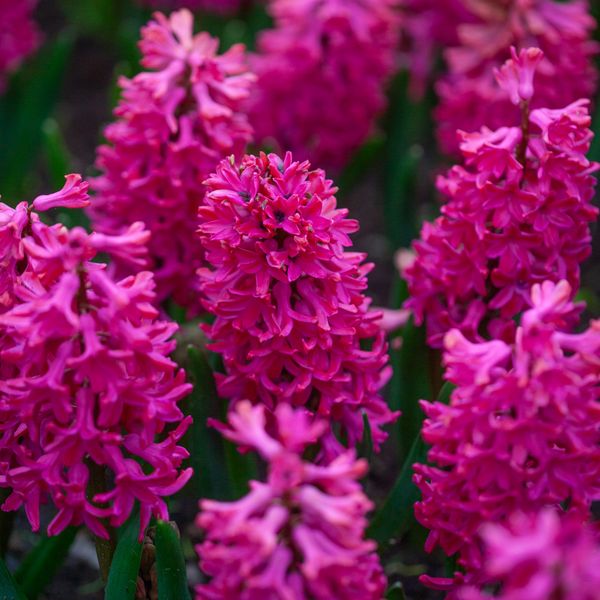Hovedbilde Svibel 'Jan Bos' - Hyacinthus - 5 stk