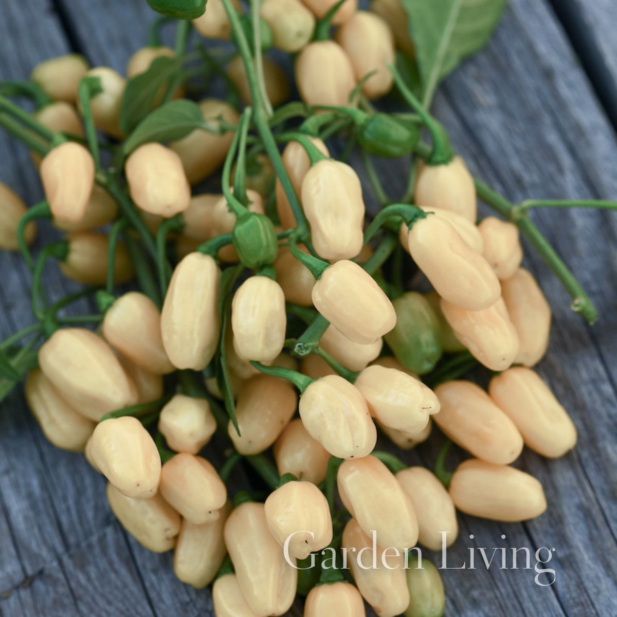 Chilipepper 'Habanero White' - Capsicum chinensis