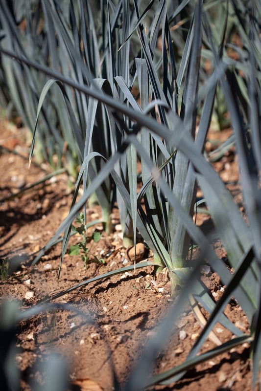 Purre 'Norwich' F1 - Allium porrum