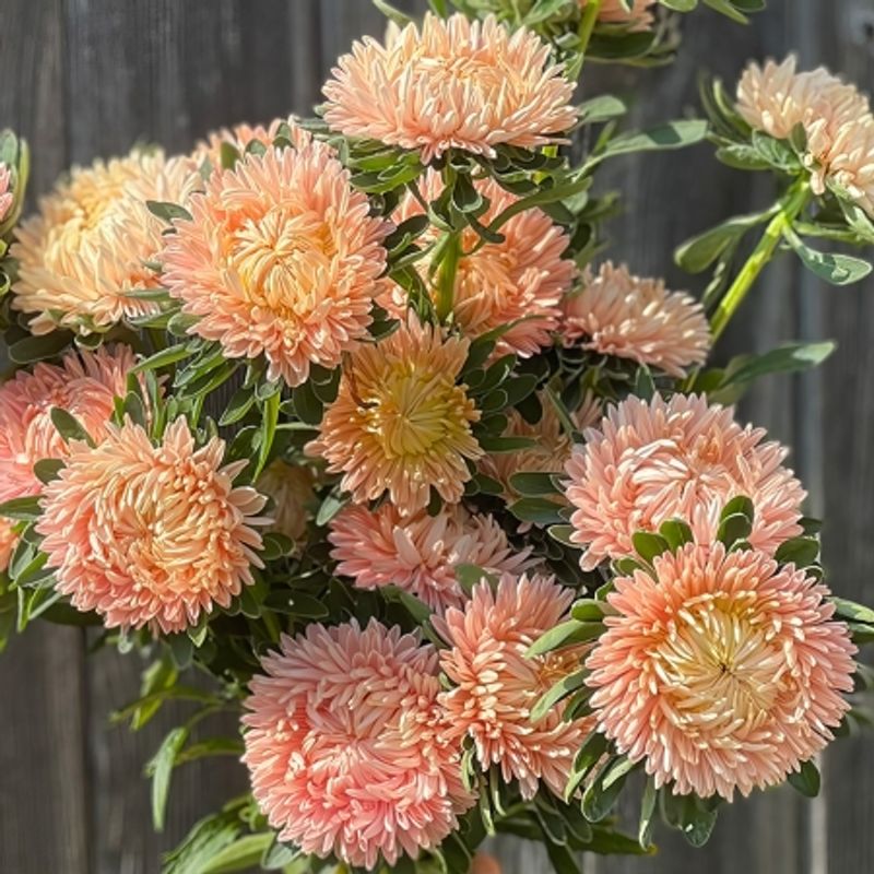 Sommeraster 'Salmon Gold' - Callistephus chinensis
