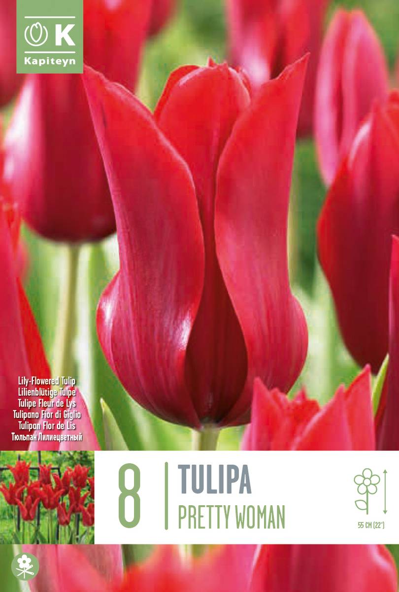 Tulipan 'Pretty Woman', Llljeblomstrende - 8 stk