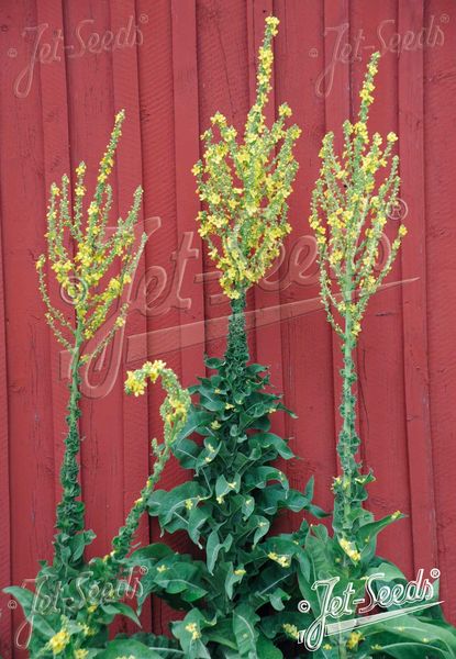 Hovedbilde Tyrkiakongslys - Verbascum olympicum