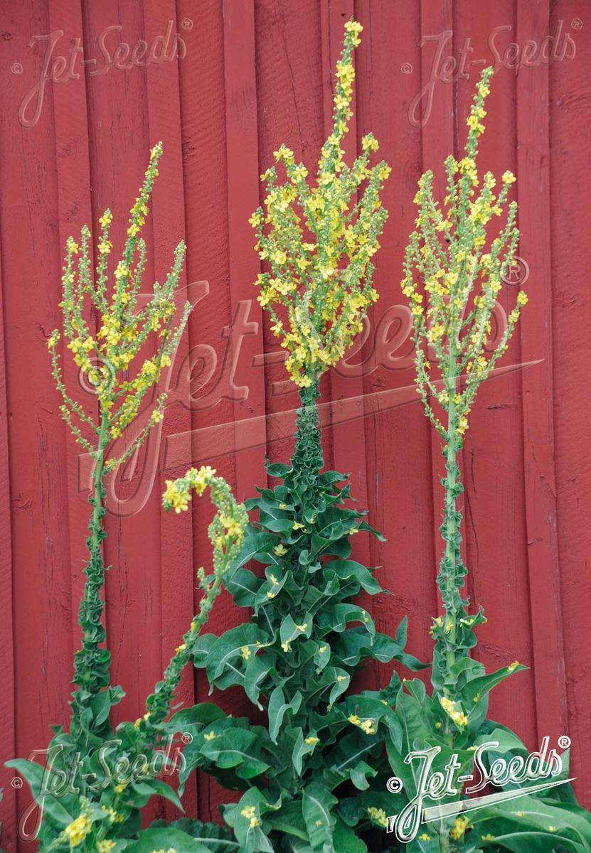 Tyrkiakongslys - Verbascum olympicum