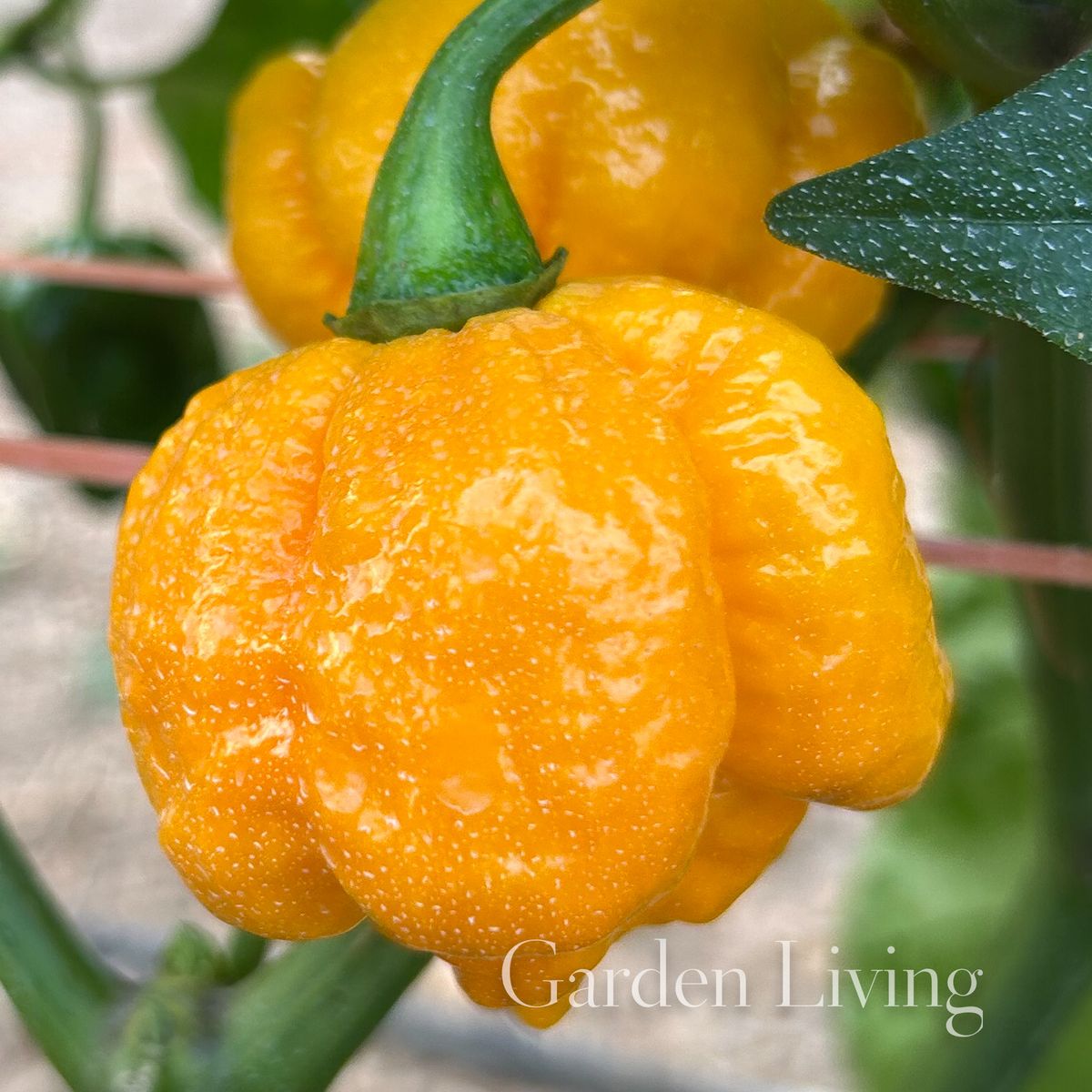 Chilipepper 'Carolina Reaper Yellow' - Capsicum chinense