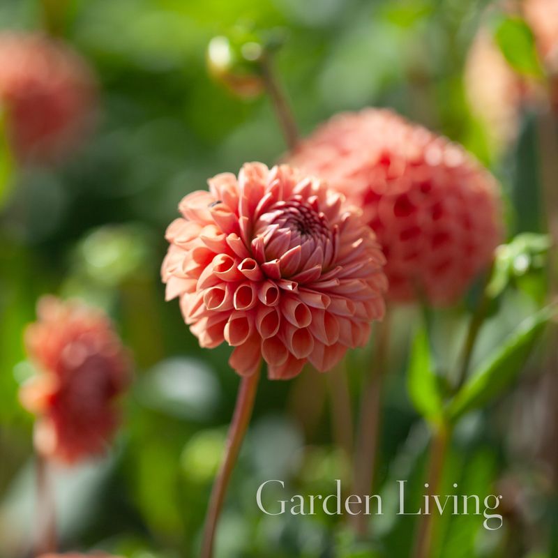 Georgine 'Cornel Brons' - Dahlia x cultorum, 1 stk.