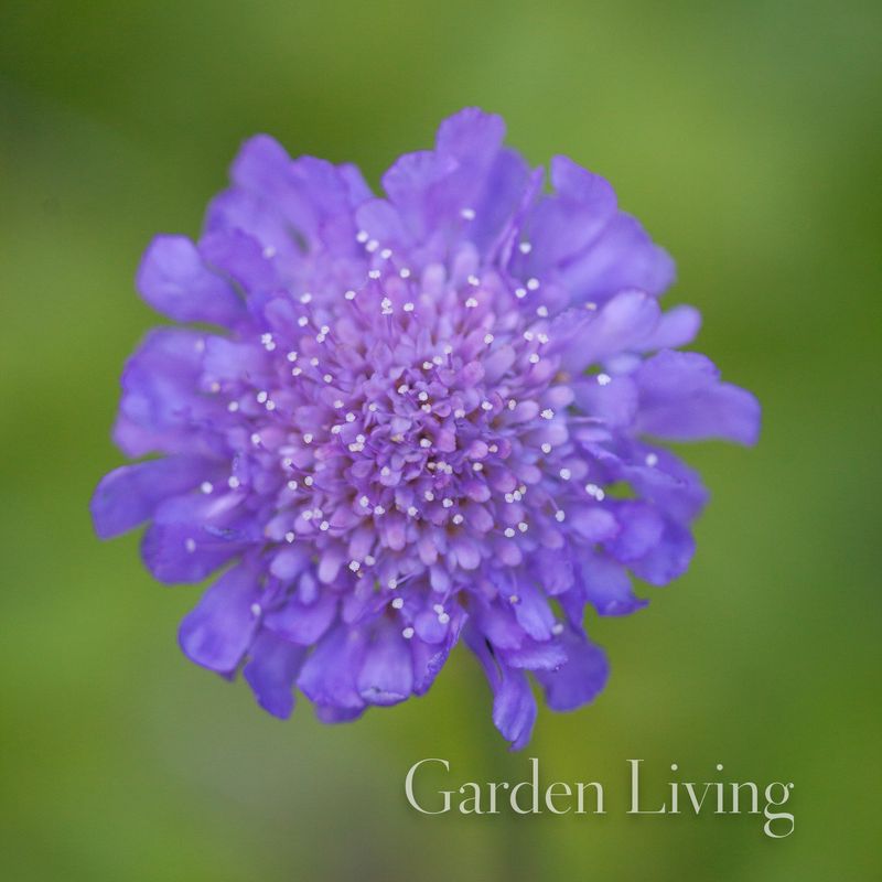 Bakkeknapp 'Butterfly Blue' - Scabiosa columbaria