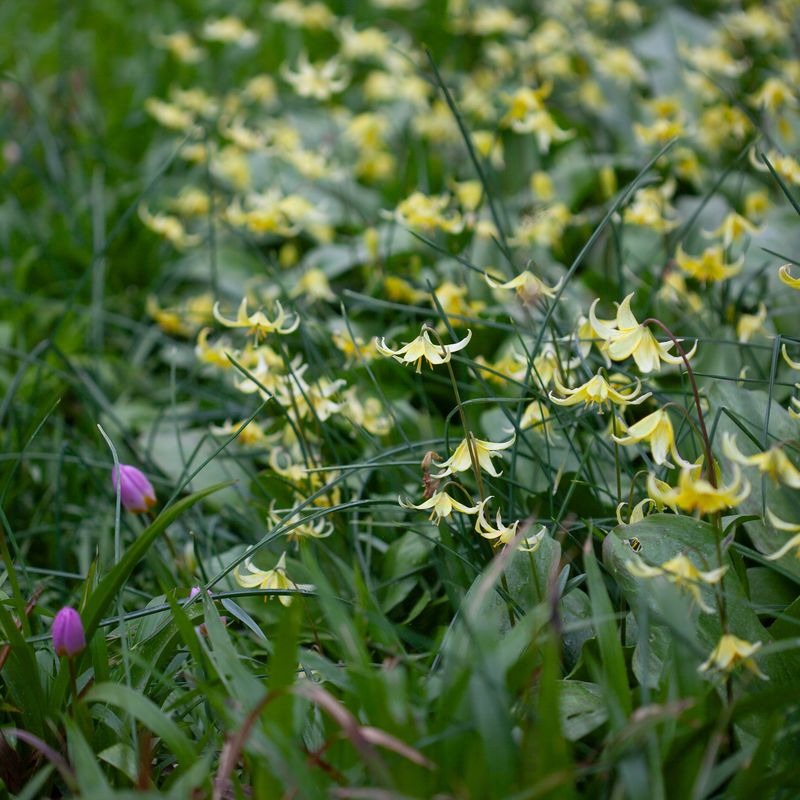 Hundetann ’Pagoda’ - Erythronium - 3 stk
