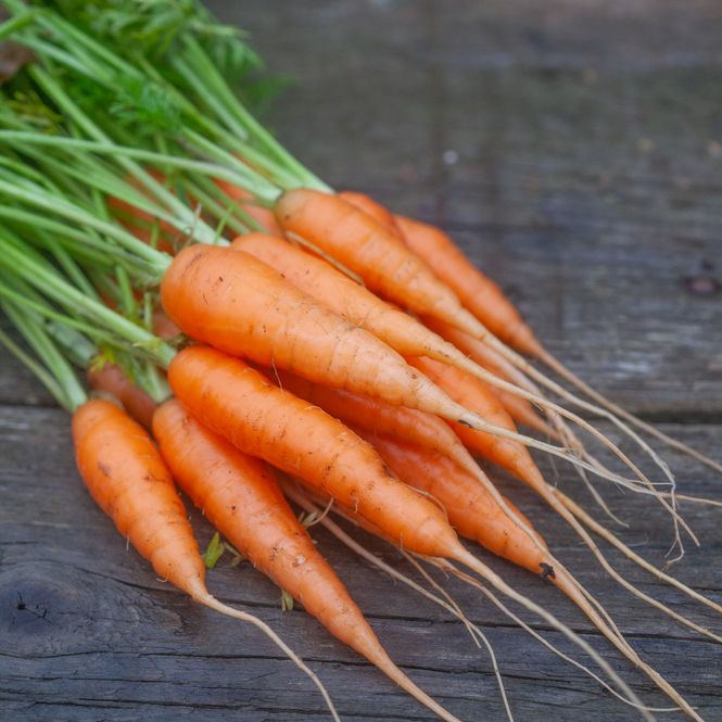Hovedbilde Gulrot 'Maestro' F1 - Daucus carota
