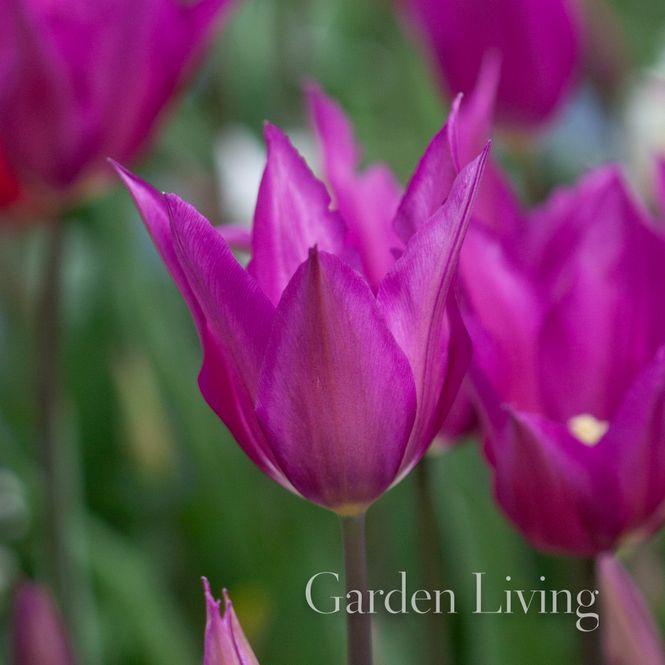 Hovedbilde Tulipan 'Yume No Murasaki', liljeblomstrende - 10 stk