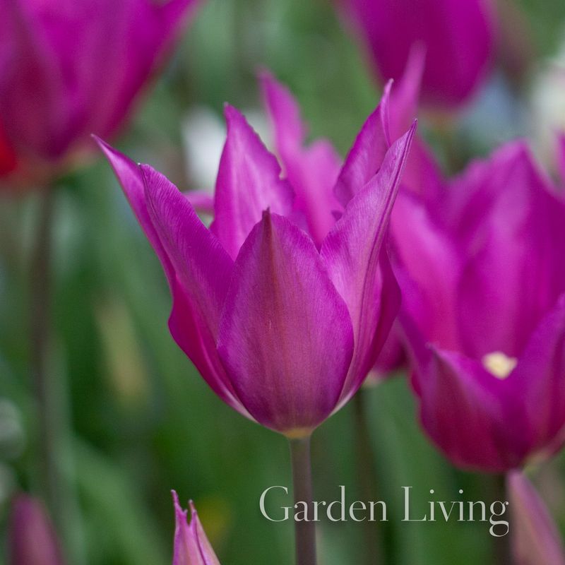 Tulipan 'Yume No Murasaki', liljeblomstrende - 10 stk