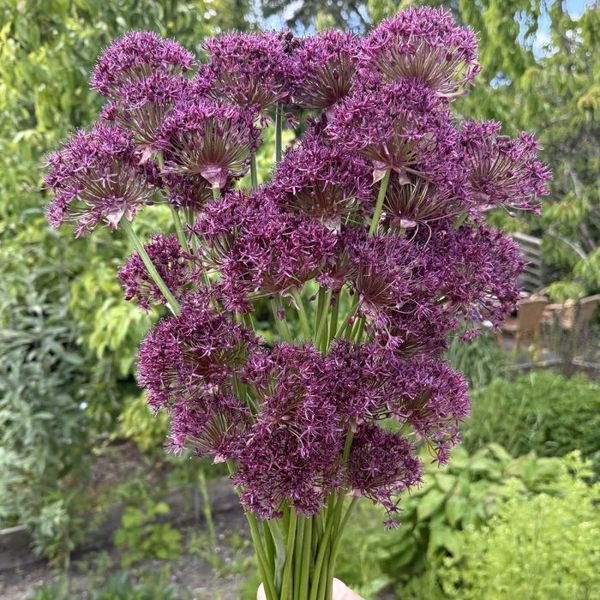 Hovedbilde Prydløk 'Magic' - Allium - 10 stk