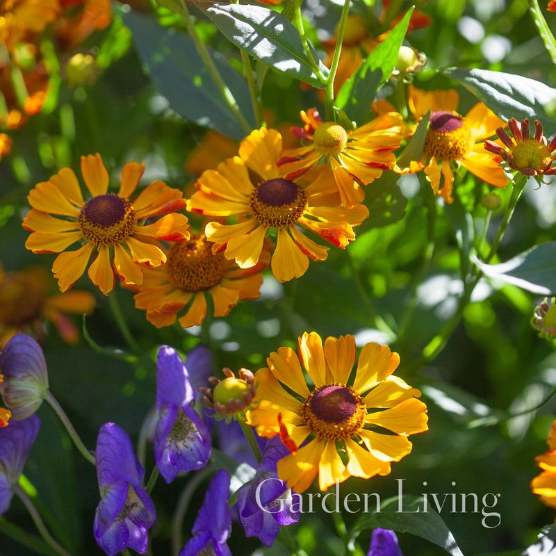 Solbrud 'Rauchtopas' - Helenium