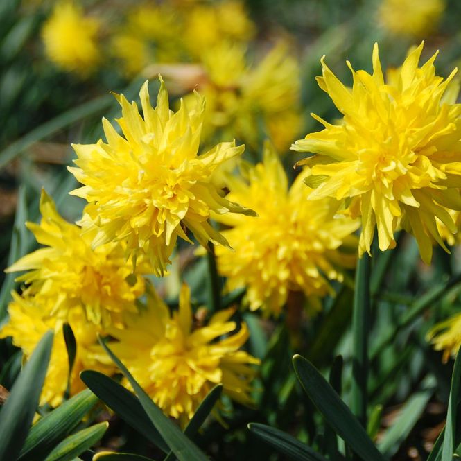 Hovedbilde Påskelilje 'Rip van Winkle' - 10 stk