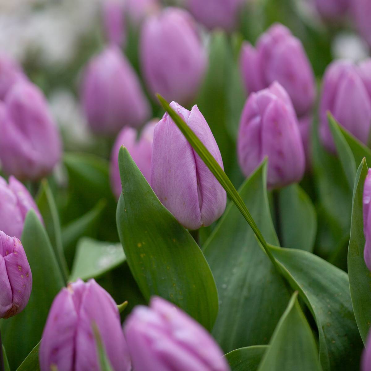 Tulipan 'Candy Prince', Tidlig enkel - 7 stk