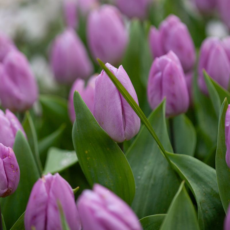 Tulipan 'Candy Prince', Tidlig enkel - 7 stk