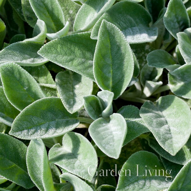 Lammeøre 'Big Ears' - Stachys byzantina