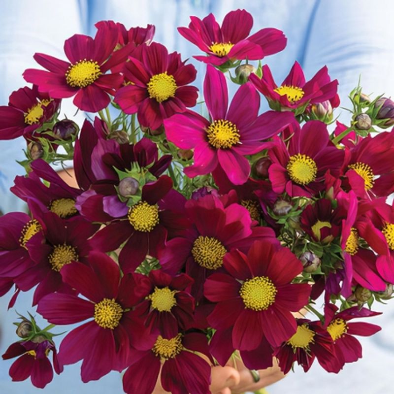 Pyntekorg 'Versailles Burgundy Red' - Cosmos bipinnatus