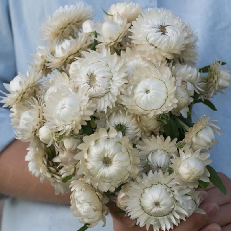 Høststråblomst 'Vintage White' - Xerochrysum bracteatum